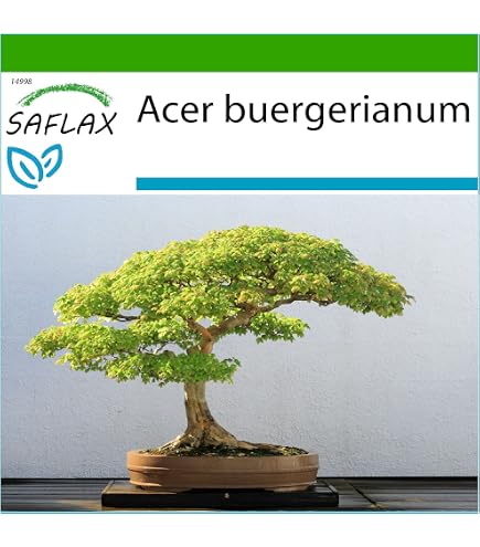 Semi Di Baobab Adansonia Madagascariensis - Albero Madagascar (5-50 Semi)
