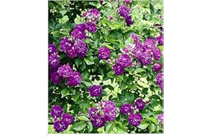 BALDUR Garten Rambler-Rosen 'Bleu Magenta', 1 Pflanze, Kletterrose winterhart mehrjährige Kletterpflanze, blühend, Rose 'Bleu Magenta', robuste und duftende Kletterrose