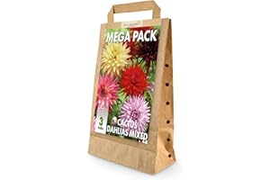 GREENBROKERS Mega Pack Cactus Dahlias Bulbs | 3 Mixed Summer Flowering Bulbs | Bee & Butterfly Friendly | Eco Packaging | Premium Holland Selection Quality