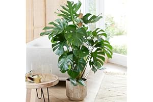 GARDENERSDREAM Plante d'intérieur Monstera Deliciosa, aussi appelée plante à fromage suisse, est un arbuste persistant en pot.