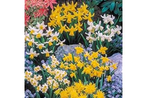YouGarden Mini Mixed Daffodil Bulbs, 100 Spring Flowering Bulbs, Plant for Spring Flowering Bulb, Planting Now UK, Perfect for Beds, Borders and Pots
