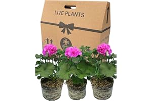 VERDANT LIVING Geranium Plants Live for Planting - 3 Large 1ltr Pot Size Garden Ready, Well Rooted, Established Pot Bedding. Add Flower Colour to Containers, Baskets, Patio & Beds. Purple & Mauve Flowers