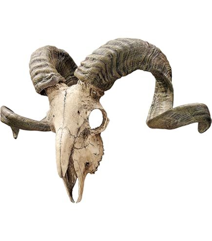 Teschio Di Montone In Resina - Targa Da Parete Media, Colore Avorio - Foto 7