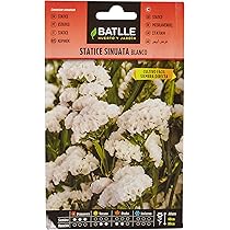 Semi Di Statice Pacific Mix - Confezione Da 0.5g Per Fiori Secchi - Foto 11