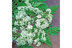 Bolly Bulbs® - Cumin (250 Seeds) Grow Your own!