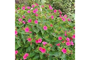 SEMISAUVAGE PERMACULTURE 30 Graines de Belle de Nuit - fleurs plante vivace jardin - semences paysannes reproductibles - SemiSauvage