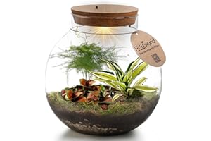 Ecoworld Tropical Biodome - Jardin floral Avec Lampe - Eclairage LED - 3 plantes de Terrarium colorées - Verre sphérique - Ø 25 cm, Hauteur 25 cm