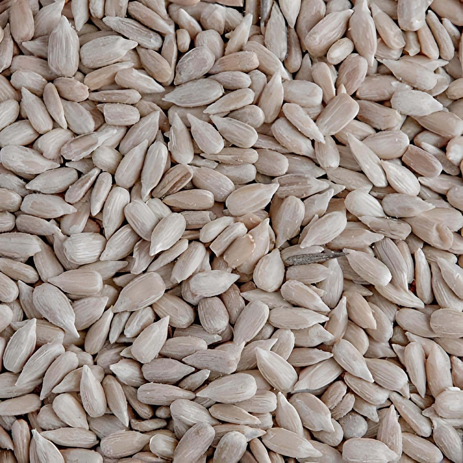 Retour d'Expérience & Bilan Utilisateur : Leagrams Premium Sunflower Hearts Sunflower K