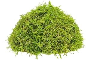 INNAL 200 Grammi Muschio Artificiale Muschio Verde Fresco Artificiale Verde Muschio per Orchidee Piante In Vaso Animali da Compagnia Rettile Fai da Te Decorazione