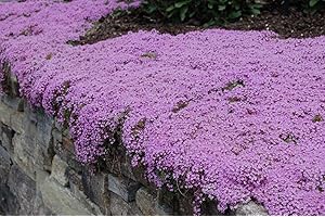 SEEDSOWN Las Semillas de germinación: 2000 + Semillas: Las Semillas a Granel tomillo rastrero Thymus serpyllum Groundcover de la Herencia Natural de la Hierba del Lote