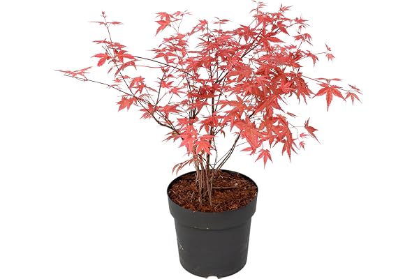 Plant in a Box - Acer palmatum 'Beni Maiko' - Érable du Japon - Résistant au froid - Pot 19cm - Hauteur 60-70cm