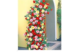 BALDUR Garten Kletterrosen-Trio,3 Pflanzen, atemberaubender Wuchs, für Hauswände, Mauern, Pergola u. Spaliere, leuchtende Farben der Blüten, winterhart und mehrjährig, pflegeleicht