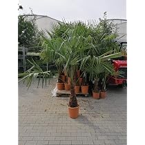 Tropictrees Palmier Nain Chamaerops Humilis - Palmier Résistant Au Froid - Hauteur 100cm - Parfait Balcon Ou Jardin