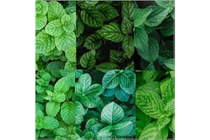 NEWLANDS Collection of 6 Mint Plug Plants. Fantastic Collection of Some of Our Favourite Varieties. Choose from Fantastic selections of Well Established herb Plants Herb Garden Grow Your own