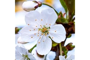 GARDENERSDREAM Prunus Taihaku | Great White Cherry | Ornamental Garden Tree | 5-6ft