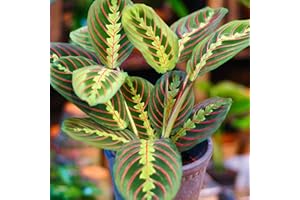 GARDENERSDREAM 1 Maranta Fascinator tricolore | Cadeau plante d'intérieur (20-30 cm pot inclus)