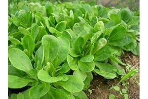 Lot de 500 Graines de Mâche à Grosse Graine - Variété Volumineuse, Hâtive et Goûteuse - Reproductible - Riche en Nutriments - 100 % Naturelle - Garantie Germination - Semences 100% Reproductibles