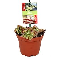 Mien 'Zwart' - 10x10 cm pot vleesetende planten | Vleesetende plant