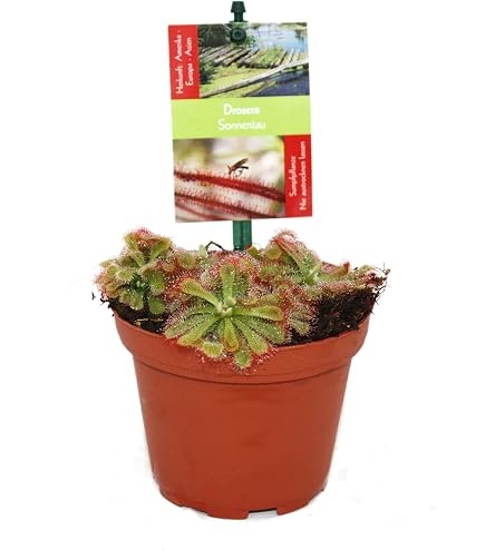 POWERS TO FLOWERS - DIONAEA MUSCIPULA IN VASO COCCIO NATURALE, pianta vera - Powers to flowers - piante e fiori