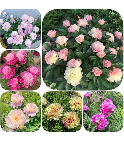 4 Bulbi Di Peonia Albero Paeonia Suffruticosa - Piante Perenni Resistenti Per Giardino O Vaso - Foto 4