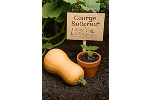 LE GRENIER D'ABONDANCE LES GRAINES QUI DONNENT ENVIE 10 graines à semer - Le Grenier d'Abondance - COURGE BUTTERNUT - Cucurbita moschata