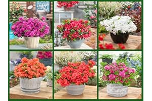 MEREDITH NURSERIES 6 Mixed Dwarf Azaleas - Evergreen Flowering Shrubs - Japanese Plants - Potted Plants