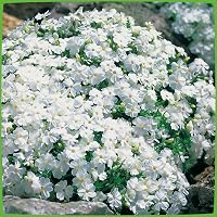 Polsterphlox 'McDaniel’s Cushion' – Winterharter Bodendecker Mit Rosa Blüten, 9x9 Cm Topf, Pflegeleicht