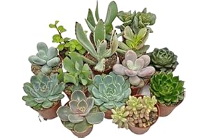 SID 5 Succulent Starter Plant Collection Indoor Cacti Houseplants Terrarium Plants