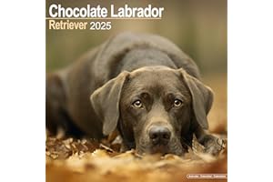 Chocolate Labrador Retriever 2025 Square Wall Calendar | Dog Breed Calendar: Original Avonside-Kalender [Mehrsprachig] [Kalender]