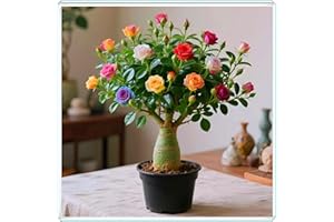 KVHSVB La rosa del desierto florece fácilmente durante toda la temporada sin necesidad de mantenimiento.-1bulbos-C