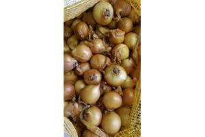 JUST SEED JustSeed - Vegetable - Shallot Sets - Golden Gourmet - 60 Sets