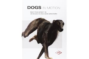 Dogs in Motion