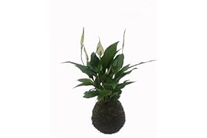VIVEROS LA DAMA Kokedama - Kokedama Spatiphyllium - Altura aprox. 35cm. - Planta viva - (Envíos sólo a Península)
