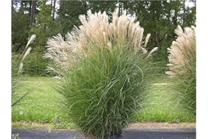 STAUDEN GÄNGE 1 x Miscanthus sinensis 1 Liter (Ziergras/Gräser/Stauden) Chinaschilf ab 3,19 pro Stück