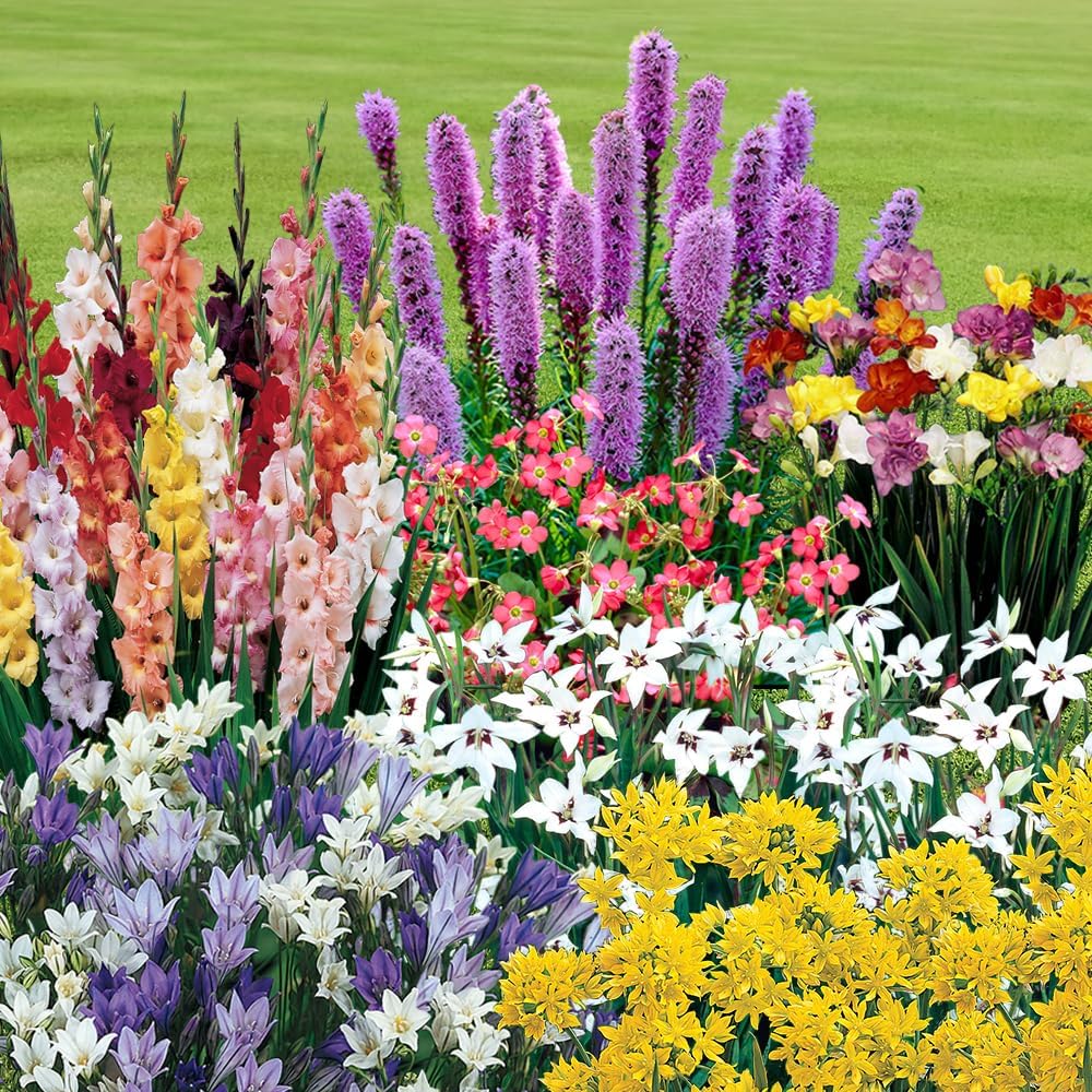 You Garden - Summer Flowering Bulb Mixed Pack, 300 Bulbs, 7 Varieties for Summer Long Colour, Bulk Buy Collection