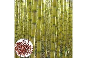 Benoon Semi di canna da zucchero 200 pz, semi di canna, semi di canna produttivi, nutrienti e nutrienti, rapida crescita, gustosi semi di canna da zucchero per frutteto Verde
