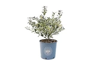Vannucci Piante - Ilex aquifolium 'Argenteomarginata', Agrifoglio variegato, Pianta vera in vaso, Pianta da terrazzo (cod. 22)