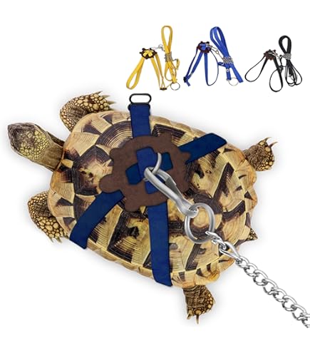 Schildkröten Skateboard Set Mit Leine - Trainingsspielzeug Für Reptilien & Kleintiere