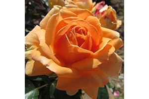 GORGEOUS GARDEN ROSES Perfect Pet - 5.5lt Potted Floribunda Garden Rose Bush - Attractive Apricot Blooms - Great Gift or Remembrance Rose for Animal Lovers
