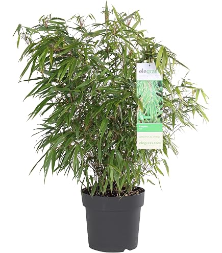 Bambus Fargesia rufa winterhart, horstig und schnell-wachsend, ideal als  Sichtschutz 80-100 cm hoch : Amazon.de: Garten