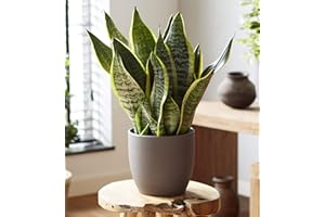 Plant Theory 45cm Sansevieria Trifasciata Snake Indoor House Plant Laurentii Easy Care Low Light 14cm Pot