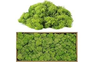 AIYONG Islandmoos - Moos in 200g - Farben/Echtes konserviertes Natur-Moos zum Basteln, Dekomoos für die Deko zu Ostern, Modellbau,Moosbild Deko