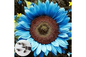 REMORUI 50 Piezas Semillas de Girasol para Sembrar, Semillas Girasol, Semillas Flores, Semillas de Flores, Semillas Flores Exterior, Semillas Plantas Para Jardín, patio, granja (Azul)