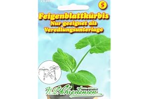 CHRESTENSEN Feigenblattkürbis Kürbis zur Veredlung
