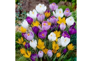 FLORIUM Jätte krokusslökar jätte– vinterhård, flerårig