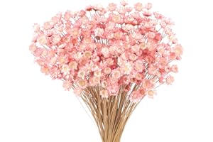 LARBER 300 Piezas Flores Secas Brasileñas Flores Mini Flores Secas Rosa Claro Flores Naturales de Gypsophila del Hogar Pequeña Estrella Decorativas Brasileñas Arreglo Floral Flor Flores Secas Ramo