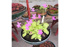 EASY GROW SEEDS Butterworts Seeds - Pinguicula Mixed Rare Carnivorous - 5 Seeds
