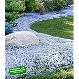 BALDUR Garten Winterharter Bodendecker Isotoma 'Blue Foot®', 3 Pflanzen Isotoma fluviatilis trittfest, Blauer Bubikopf Gaudic