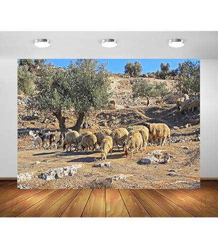 Buy CSFOTO Jerusalem Old Narrow Street Backdrop Old Jerusalem Backdrop Spring Flowers Sunshine Background For Photography Backdrop Ancient Stone Wall Backdrop Cave Backdrop - View #6