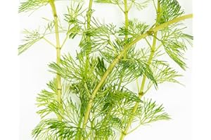 PondPlantsUK Limnophila sessiliflora-submerged - Aquarium Plants